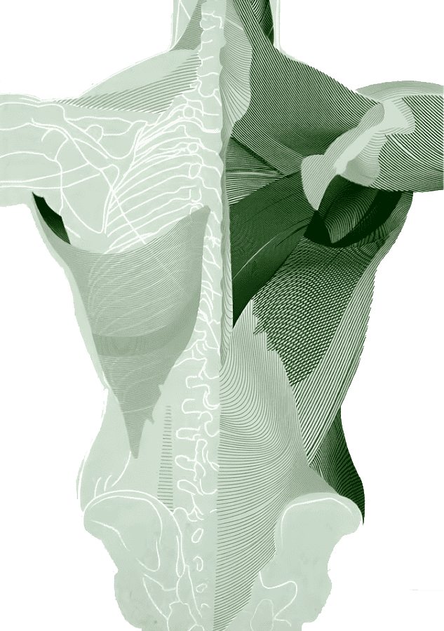 muscles corps humain cabinet osteopathe Narbonne et Sigean gauthier meou